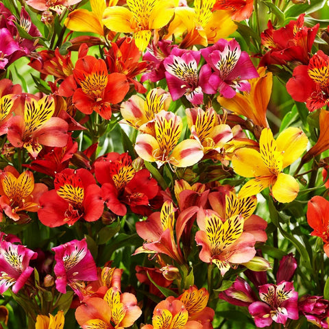 Carpet Creeping color-variety alstroemeria plants, long-lasting blooms for borders.