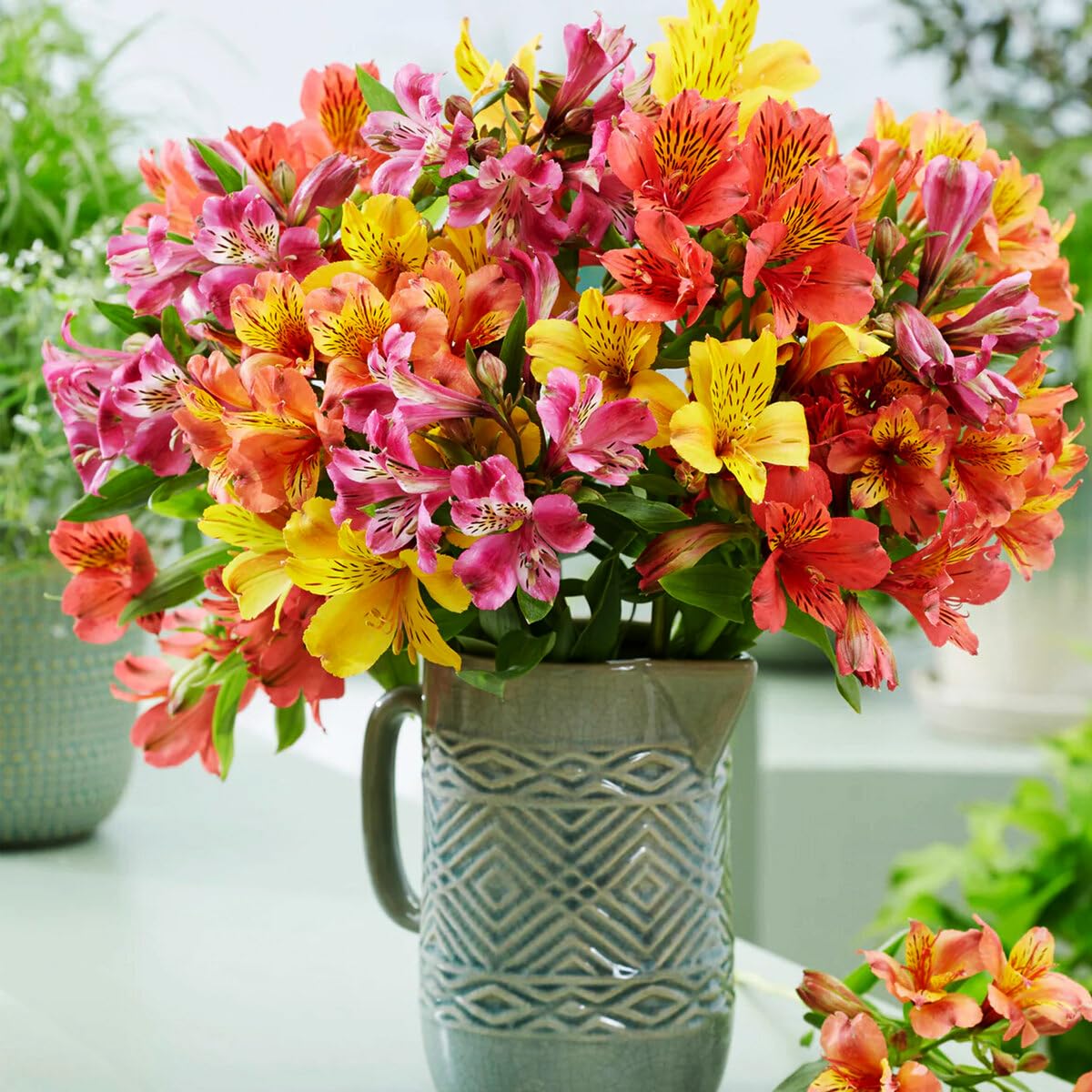 Carpet Creeping cut-flower alstroemeria for fresh home arrangements.