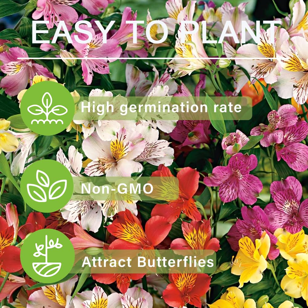 Carpet Creeping long-bloom season alstroemeria suited for containers and beds.