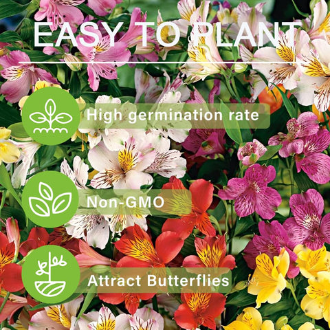 Carpet Creeping long-bloom season alstroemeria suited for containers and beds.