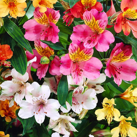 Carpet Creeping perennial-hardy alstroemeria plants offering reliable color.