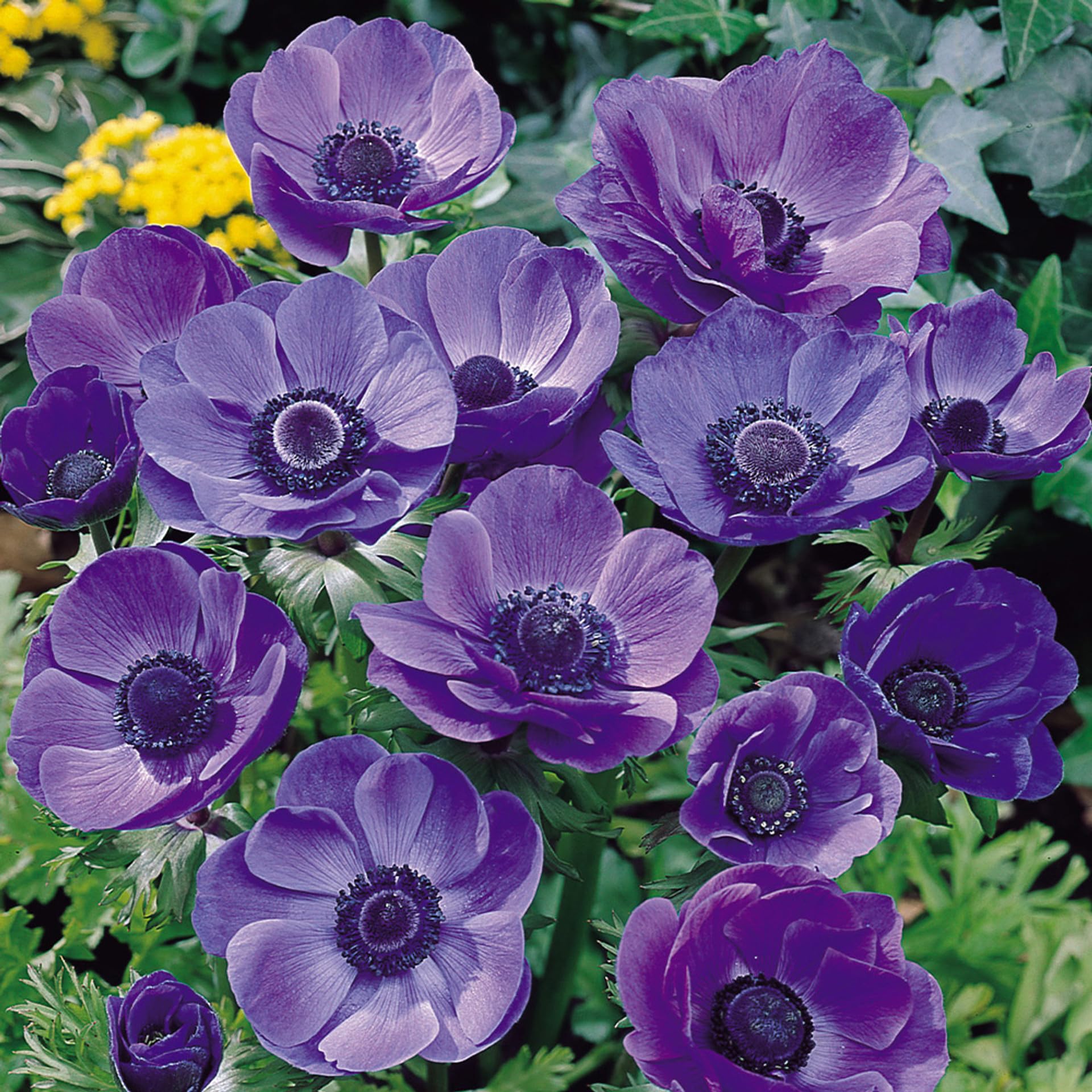 Carpet Creeping anemone seeds suited for container planting and borders