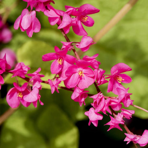 Carpet Creeping Antigonon Leptopus seeds for garden planting and year round foliage