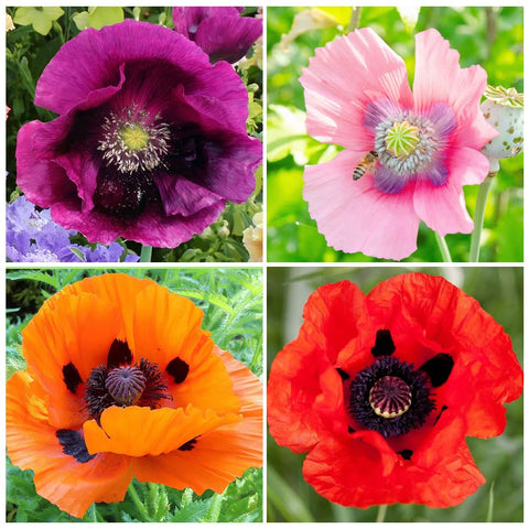 Carpet Creeping Appleblossom Chiffon poppies in bloom add pastel border color.
