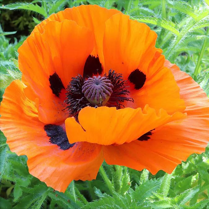Carpet Creeping Appleblossom Chiffon poppies along borders create soft transitions.