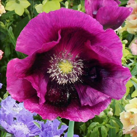 Carpet Creeping Poppies ideal for vase arrangements and home decor.