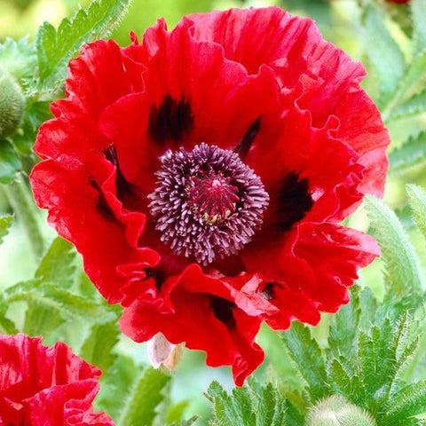 Bees and butterflies attracted to Carpet Creeping Appleblossom Chiffon poppies.