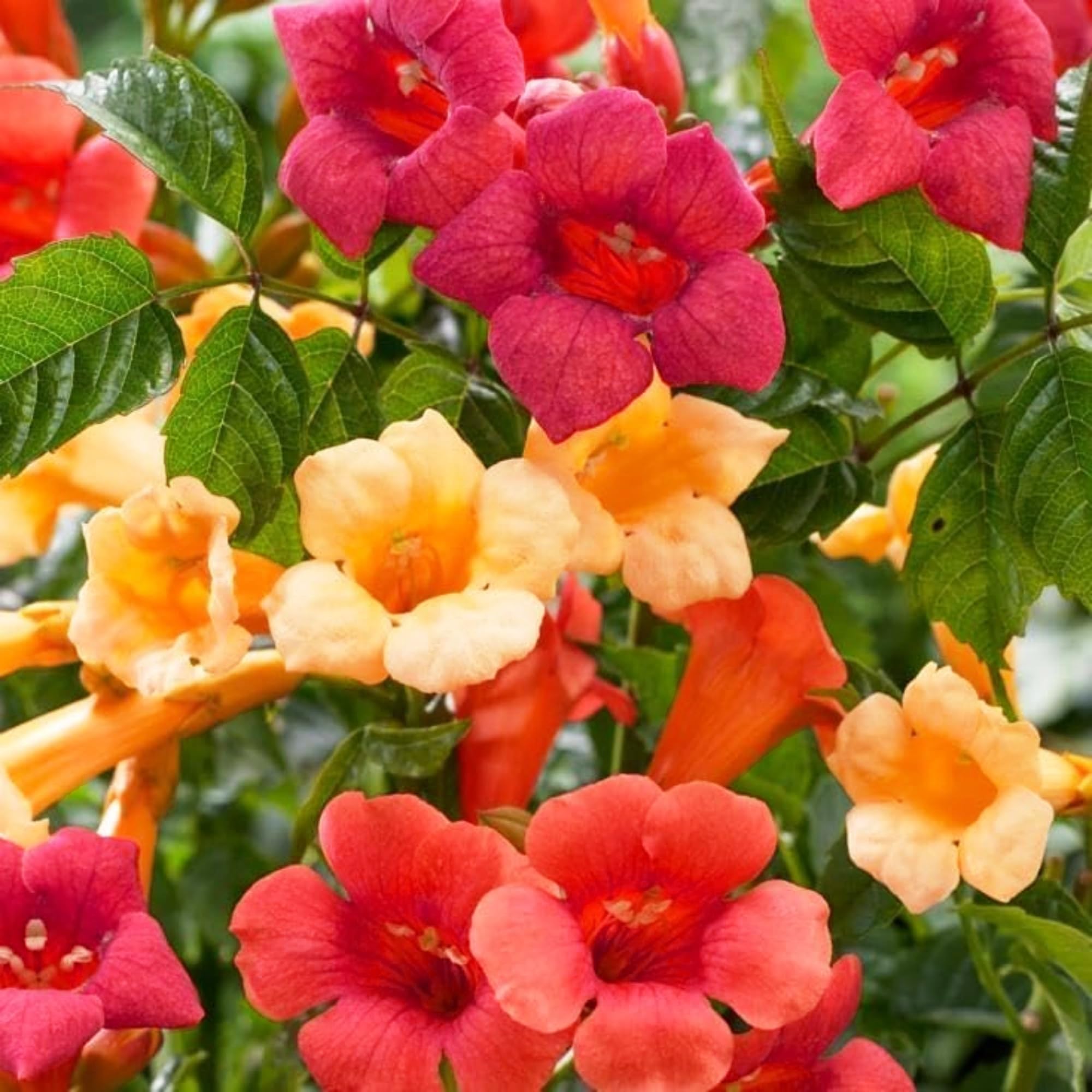 Carpet Creeping arbor-climbing vines frame outdoor structures with bright blooms