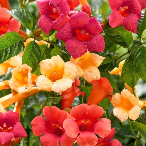 Carpet Creeping arbor-climbing vines frame outdoor structures with bright blooms
