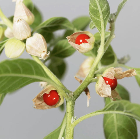 Carpet Creeping non-GMO heirloom seeds support reliable outdoor growth.