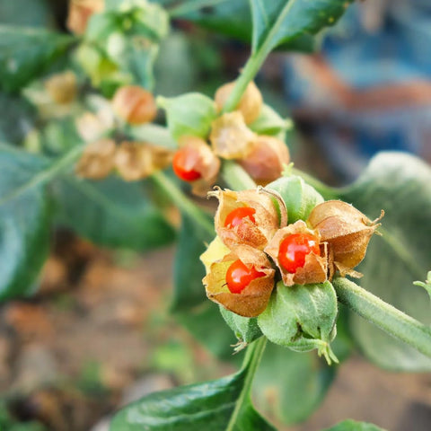 Carpet Creeping Ashwagandha seeds offer healthy foliage and bloom potential.