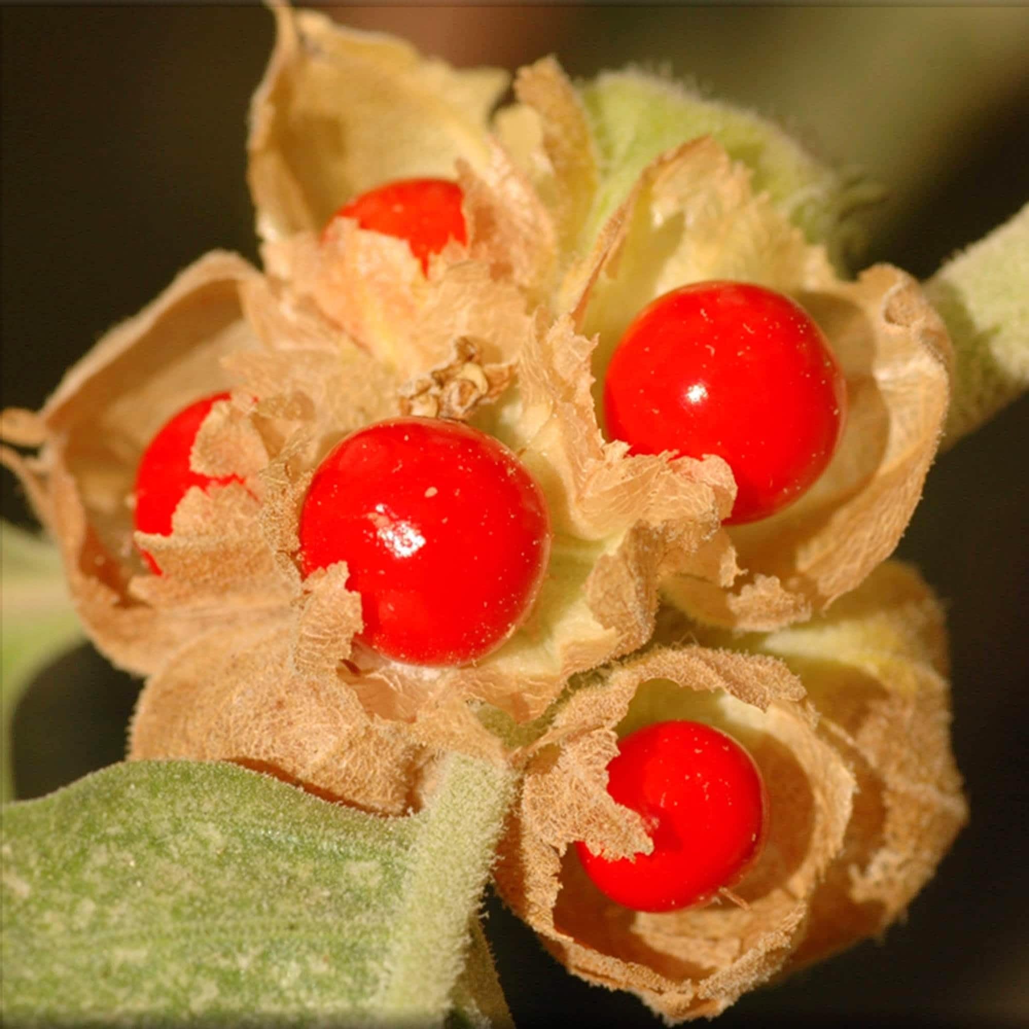 Carpet Creeping Ashwagandha seeds thriving in containers, great for small-space gardens.