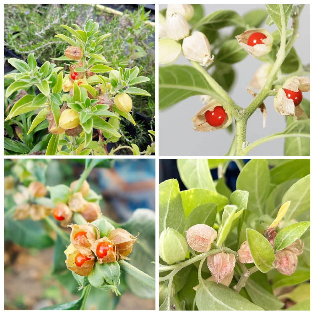 Carpet Creeping Ashwagandha seeds in garden bed, ideal for beginner gardeners.