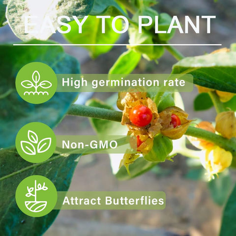 Carpet Creeping Ashwagandha seeds sow at depth and spacing for successful germination.