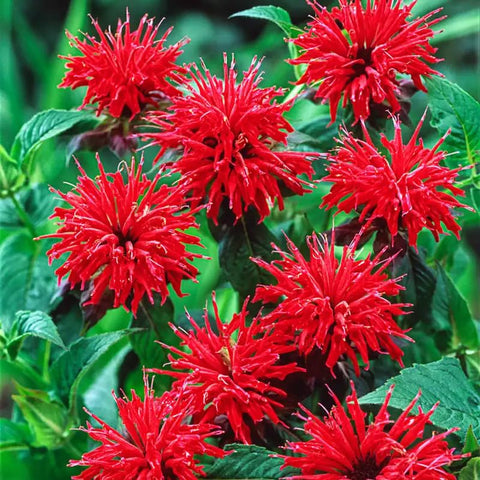 Carpet Creeping Bee Balm blooms closeup showcasing vibrant red-purple flowers.