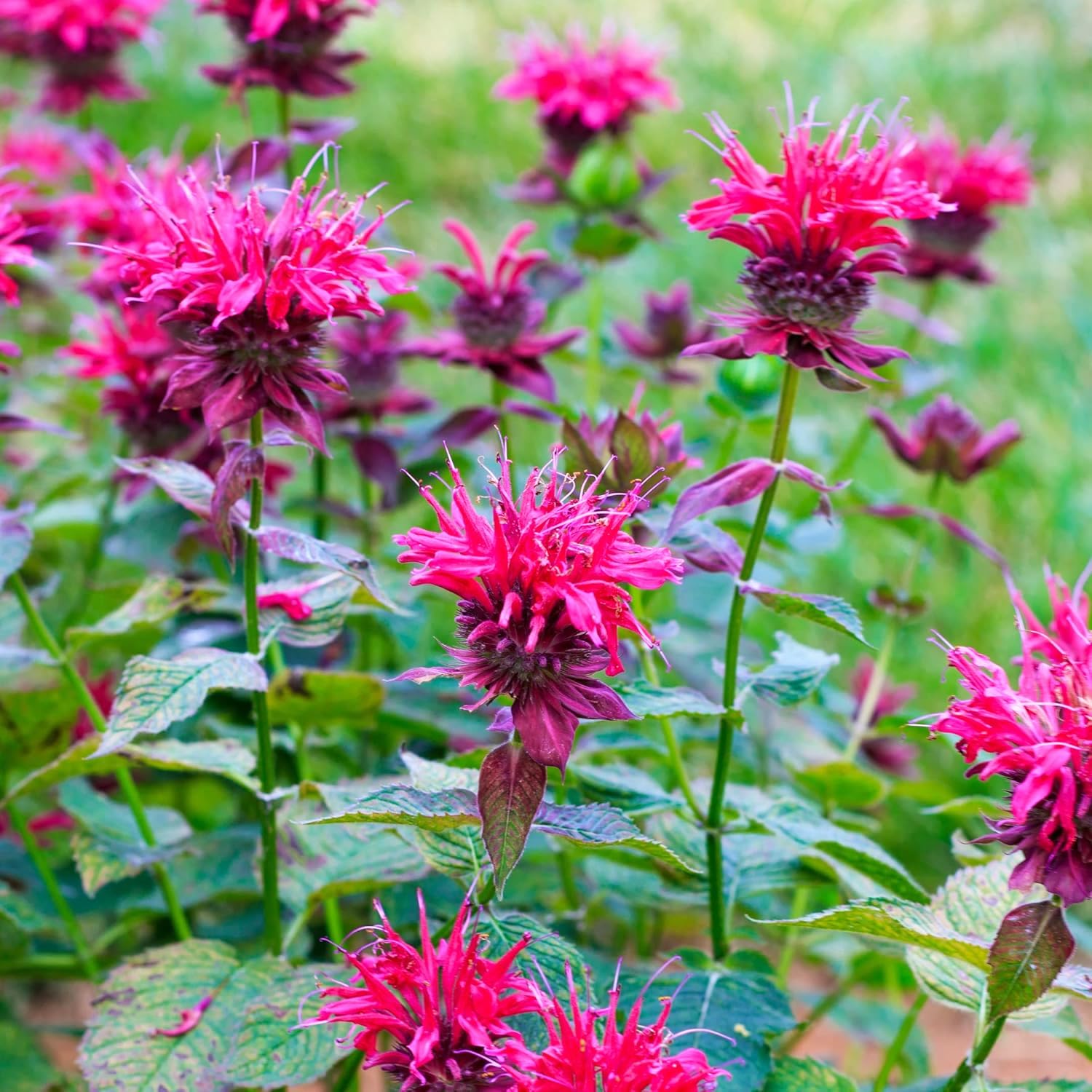 Carpet Creeping Bee Balm in border bed demonstrates easy perennials for long-lasting color.