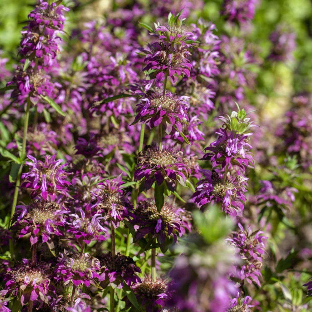 Carpet Creeping Bee Balm seeds thriving in a sunny container garden.