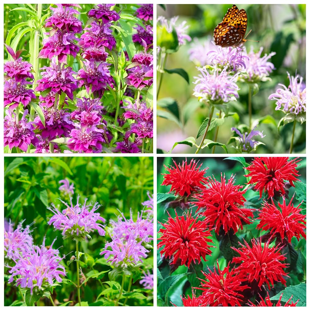 Carpet Creeping Bee Balm seeds thriving in outdoor planting for vibrant borders.