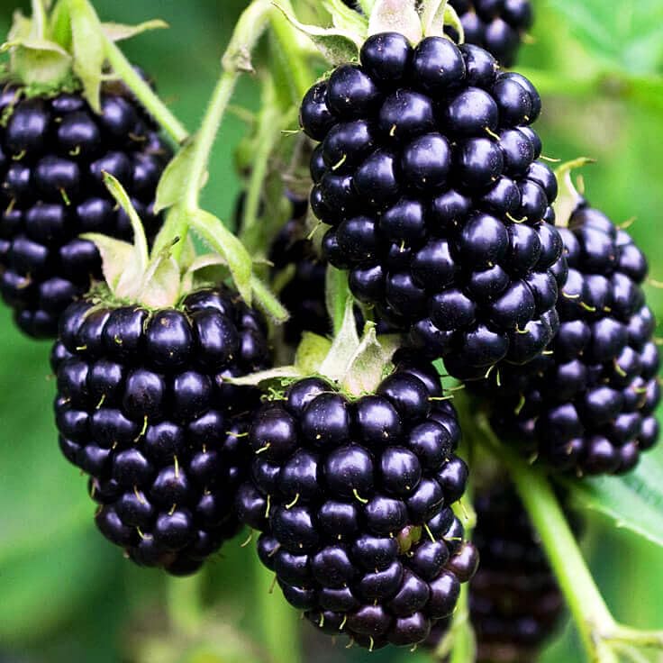 Carpet Creeping blackberry seeds berries-ripening indicate color change for harvest.