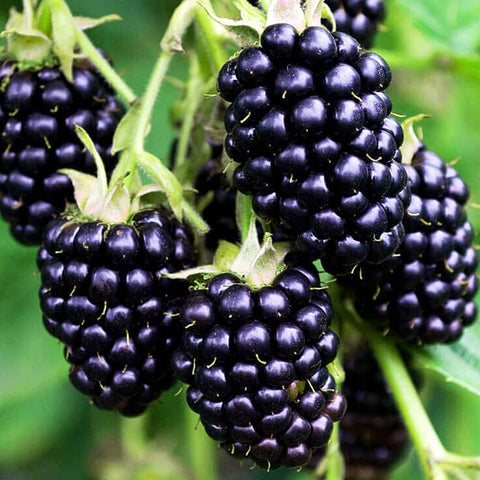 Carpet Creeping blackberry seeds berries-ripening indicate color change for harvest.