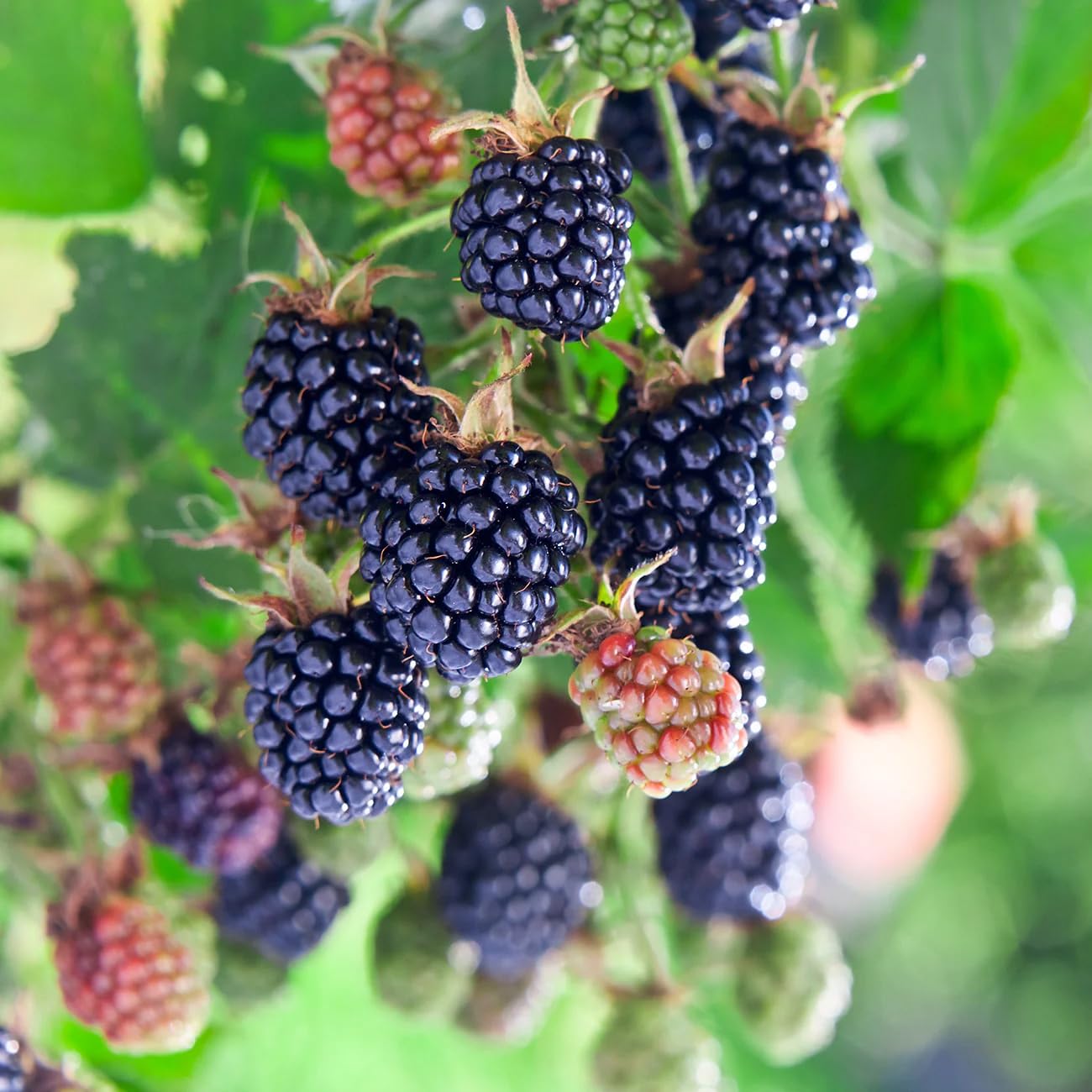 Carpet Creeping blackberry seeds thornless shrub promise large, juicy fruit.
