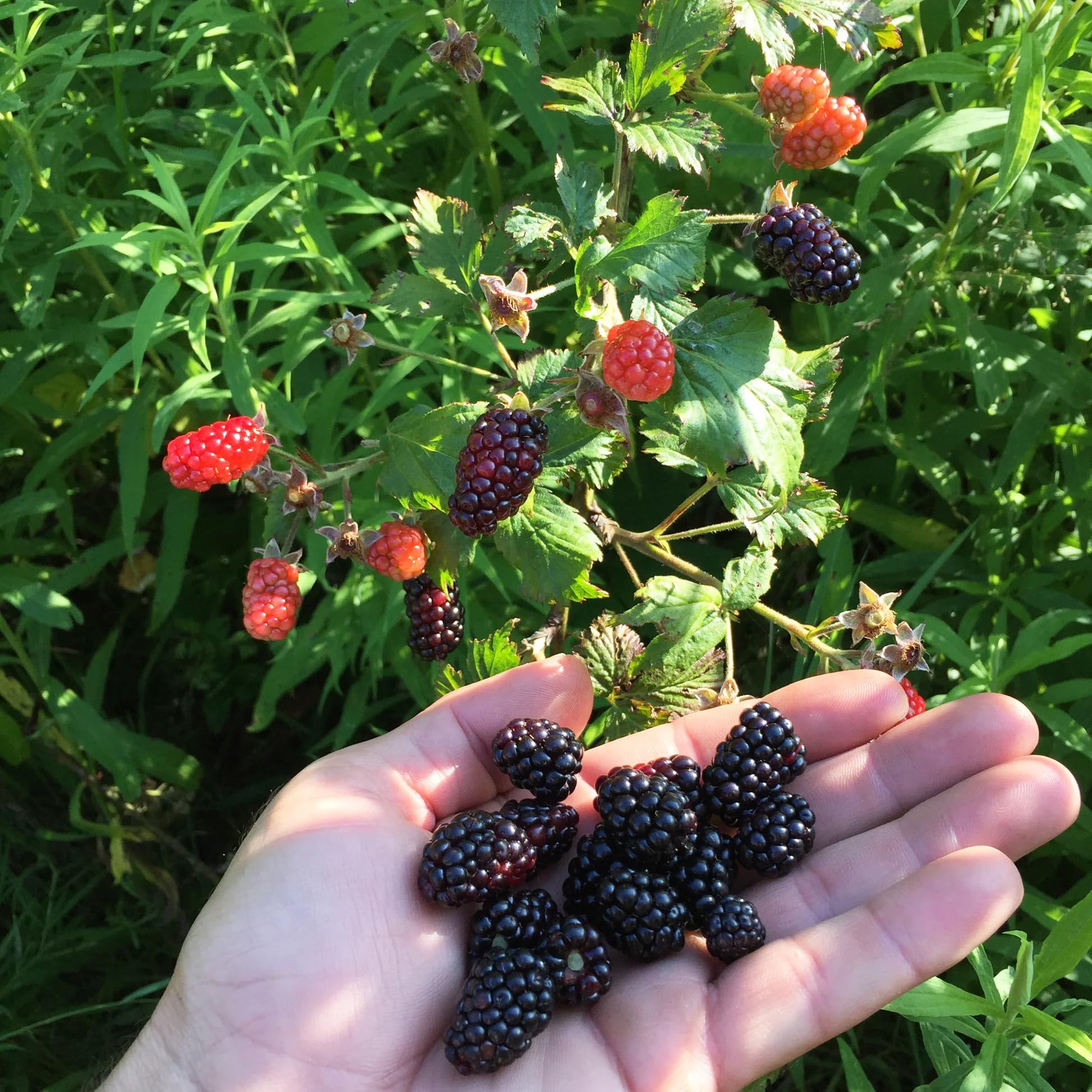 Carpet Creeping blackberry seeds thornless-shrub support easy production of fresh berries.