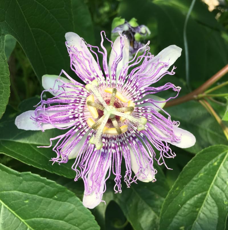 Carpet Creeping blue passion flower bloom with exotic detail