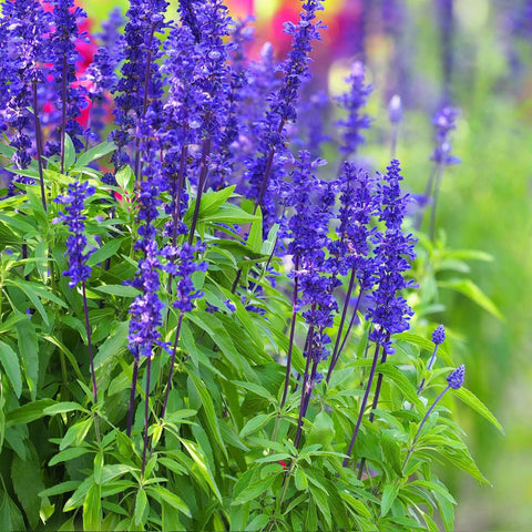 Carpet Creeping blue sage seeds bloom close-up; vibrant color for borders and fragrance.