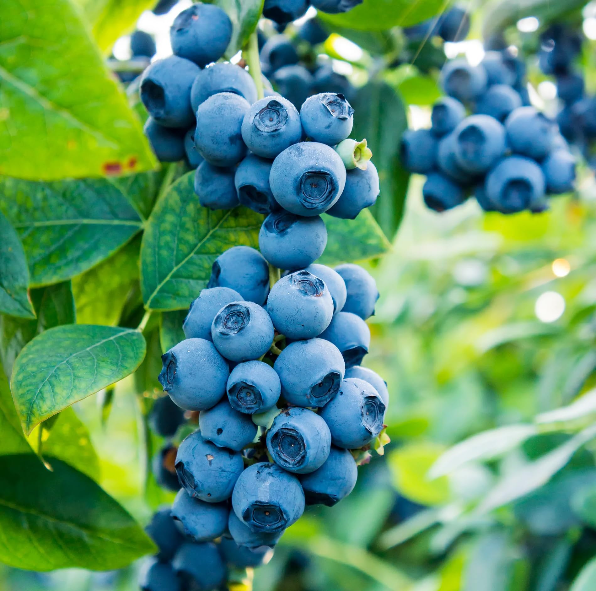 Carpet Creeping blueberry seeds packet for easy home planting and growth
