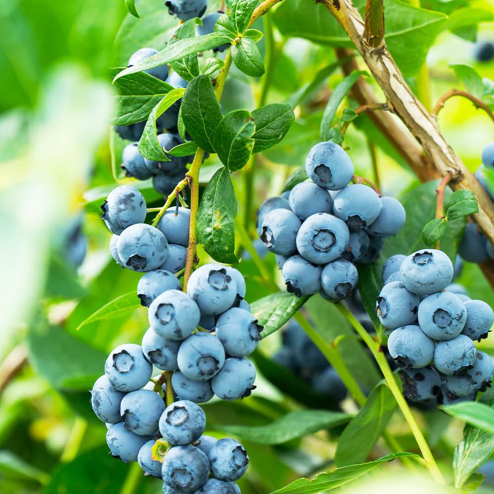 Carpet Creeping blueberry seeds ready for planting in a home garden