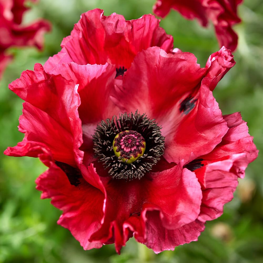 Carpet Creeping border and rock garden poppies add color and texture.