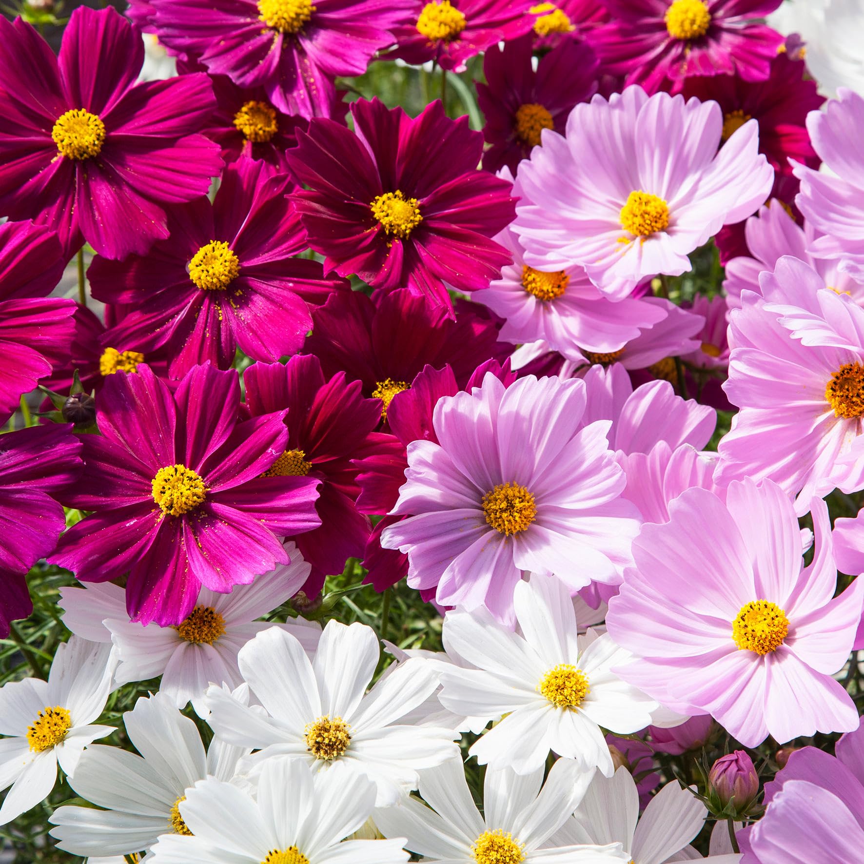 Carpet Creeping Cosmos versatile for borders beds and containers.