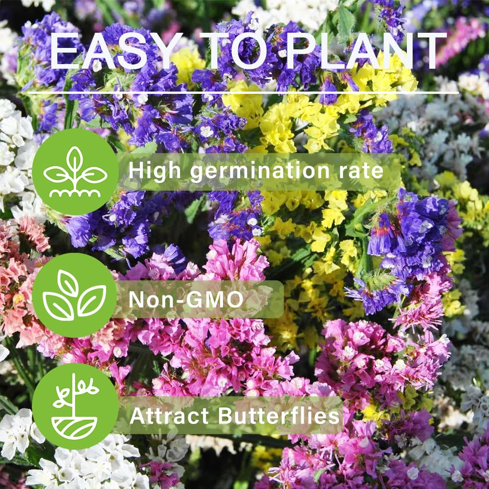 Carpet Creeping Ideal bedding plant adds seasonal color to borders