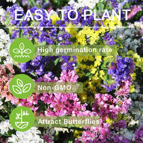 Carpet Creeping Ideal bedding plant adds seasonal color to borders