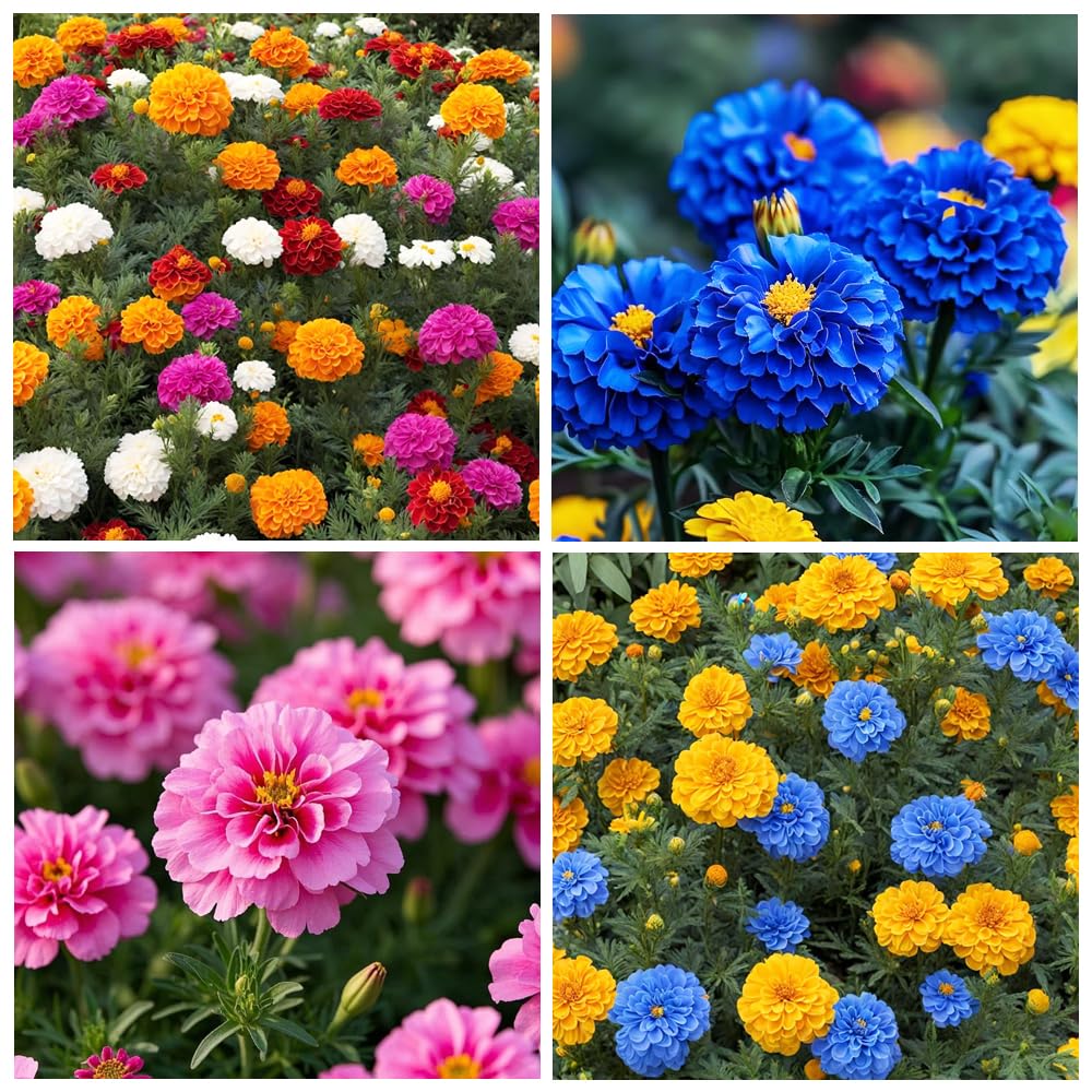 Carpet Creeping marigolds arranged along a garden border for color and structure.