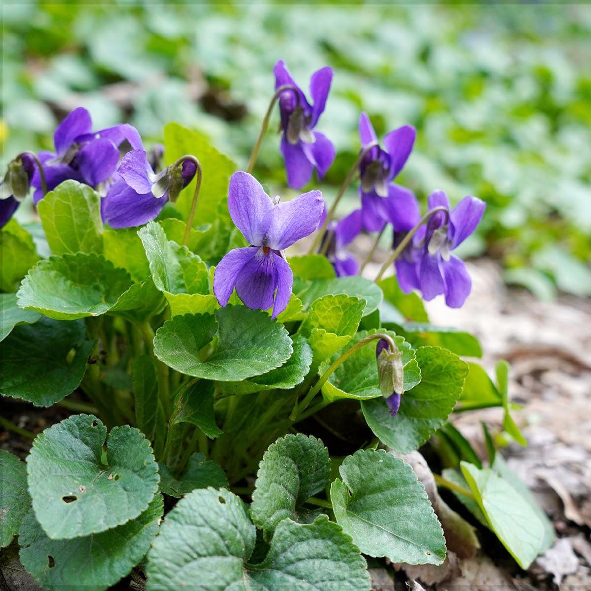 Carpet Creeping border-viola tone display boosts cottage garden charm and biodiversity.