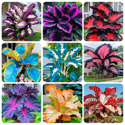 Carpet Creeping Caladium seeds for indoor planting, adding tropical color to shade.