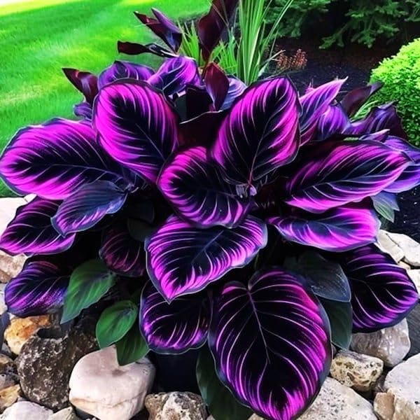 Carpet Creeping Caladium non-GMO heirloom seeds promoting reliable germination and true color.