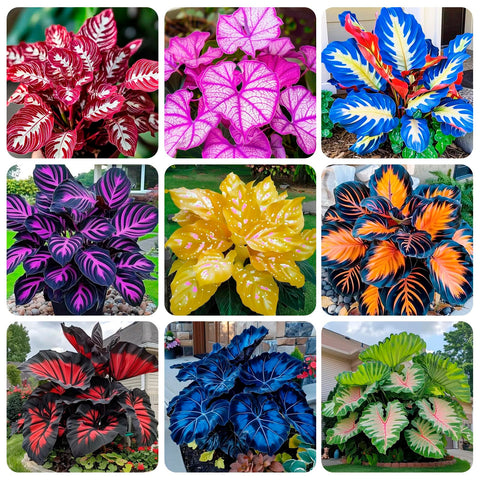 Carpet Creeping Caladium seeds for outdoor planting with vibrant foliage and easy growth.