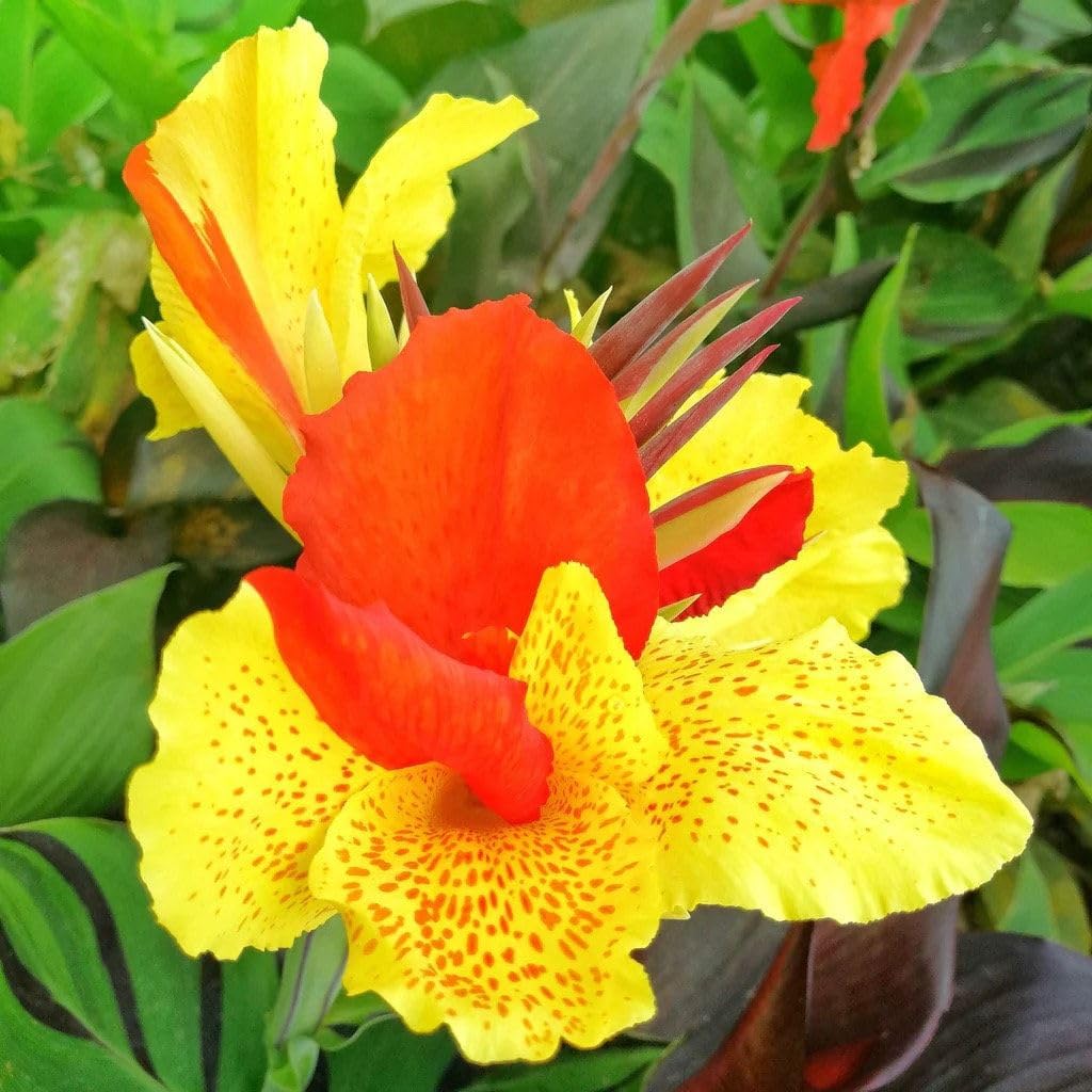 Carpet Creeping Canna Cleopatra bloom close-up showing vibrant colors for eye-catching garden display