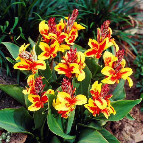 Carpet Creeping Canna Cleopatra border-planting adds dramatic color to garden borders