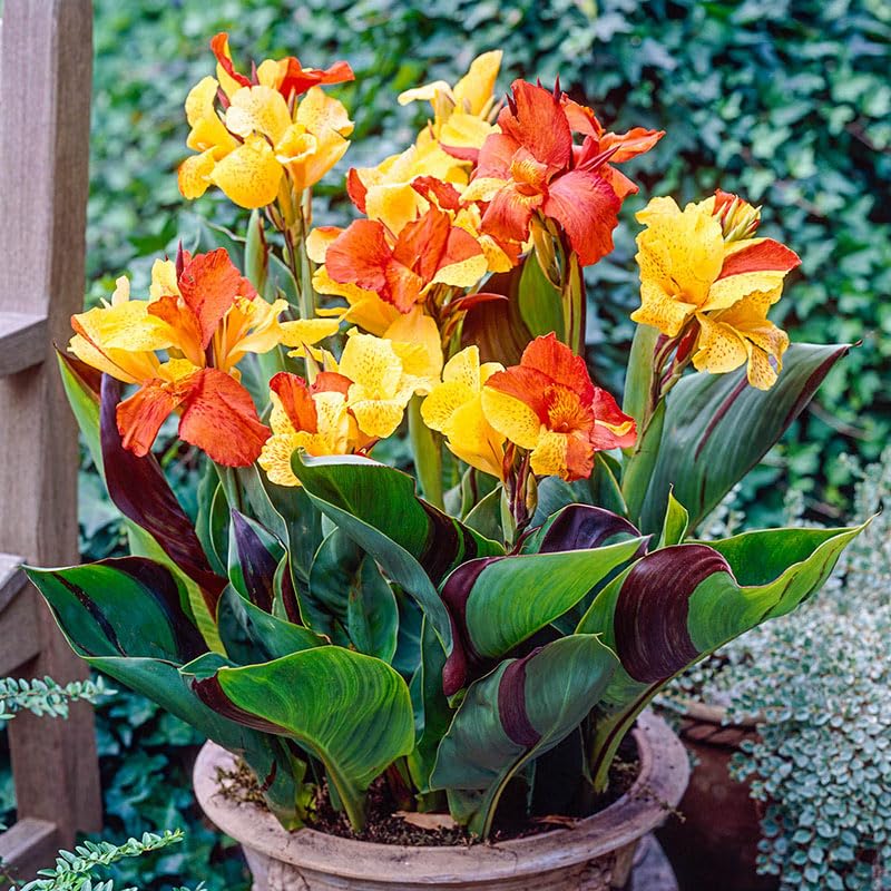 Carpet Creeping Canna Cleopatra container-planting fits balconies with easy-care flowering