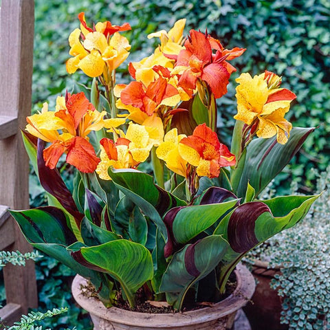 Carpet Creeping Canna Cleopatra container-planting fits balconies with easy-care flowering