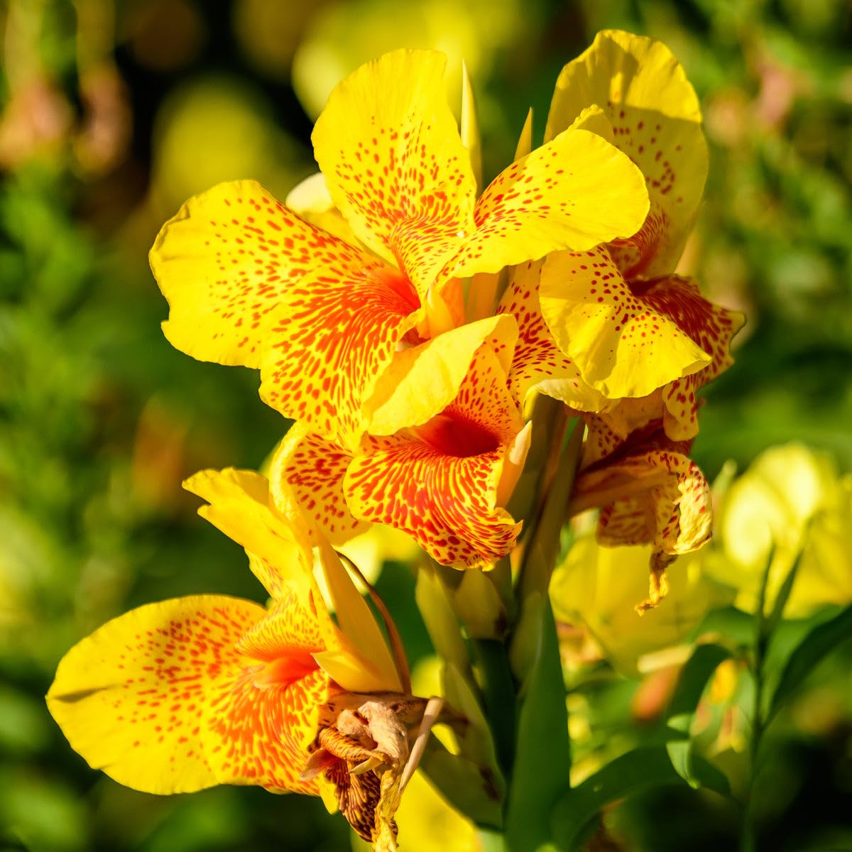 Carpet Creeping Canna Cleopatra pollinators-butterflies image demonstrates nectar-rich blooms attracting bees