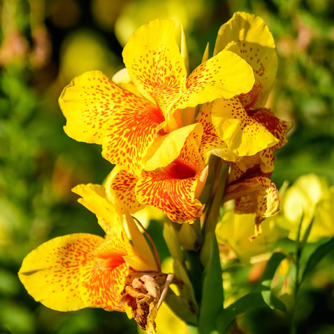 Carpet Creeping Canna Cleopatra pollinators-butterflies image demonstrates nectar-rich blooms attracting bees