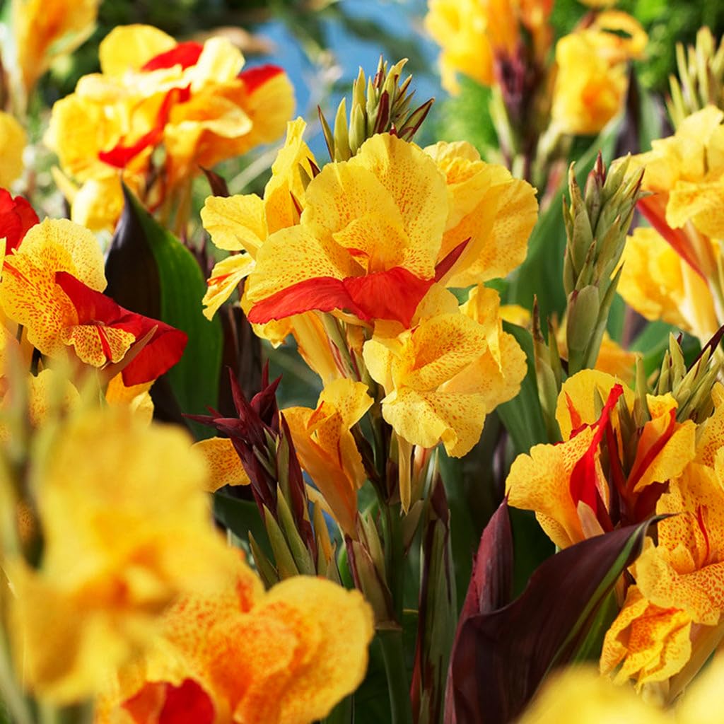 Carpet Creeping Canna Cleopatra seed-pack hints at easy outdoor planting and ongoing blooms