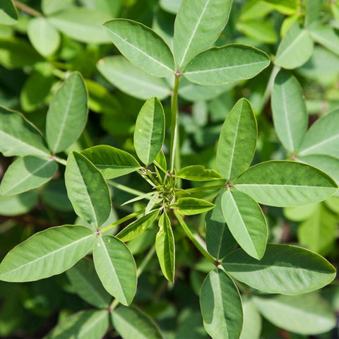 Carpet Creeping Chipilin herb seeds for indoor garden, great in pots.