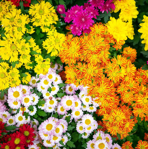 Carpet Creeping chrysanthemums thrive in sun with moist, fertile soil.
