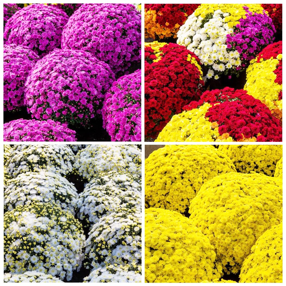Carpet Creeping chrysanthemums seeds prolonged flowering provides weeks of color.