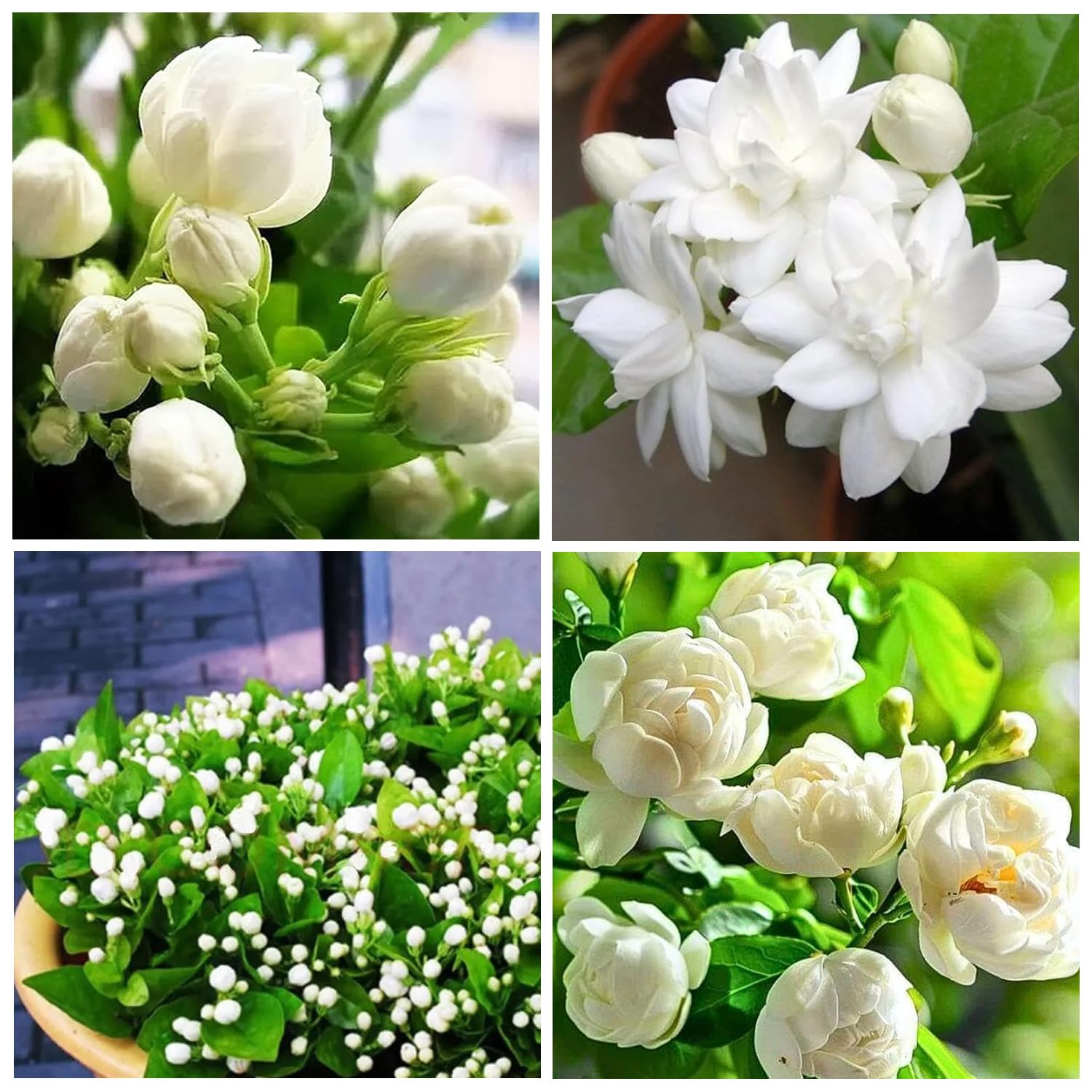 Carpet Creeping jasmine seeds pack – beginner-friendly planting